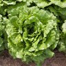 Concept Lettuce 1/32 oz. Seed