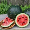 Moon and Stars Watermelon 1/16 oz. Seed