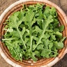 Esmee Arugula Herb Seed 1/32 oz. Packet
