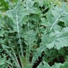 White Russian Kale 1/32 oz. Seed