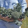 Covina F1 Broccoli 25 Seeds   