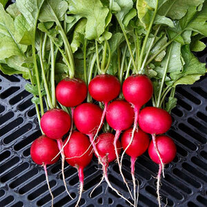 Raxe Radish 1/16 oz. Seed