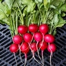 Raxe Radish 1/16 oz. Seed