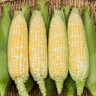 Enchanted F1 Sweet Corn 75 Seeds   