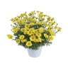 Argyranthemum Frutescens Angelic Sunny Springs Marguerite Daisy