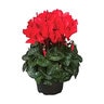 Cyclamen persicum Super Serie Allure Fuji Red Cyclamen
