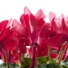 Cyclamen persicum Super Serie Allure Fuji Red Cyclamen