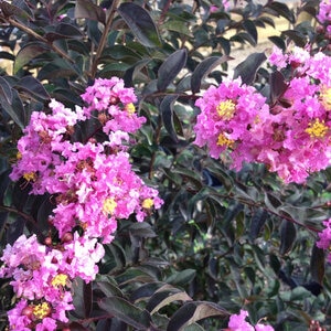 Lagerstroemia Indica Black Diamond Lavender Lace Crape Myrtle