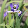 Iris Virginica var. Shrevei Southern Blue Flag