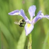 Iris Virginica var. Shrevei Southern Blue Flag