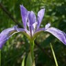 Iris Virginica var. Shrevei Southern Blue Flag