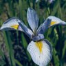 Iris Virginica var. Shrevei Southern Blue Flag
