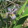 Iris Virginica var. Shrevei Southern Blue Flag