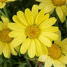 Argyranthemum Frutescens Angelic Sunny Springs Marguerite Daisy