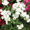 Dianthus x hybrida Diamond White Garden Pinks