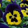 Viola x wittrockiana Yellow Purple Wing Pansy