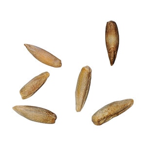 VNS Winter Rye Seed 56 lb.  