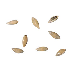 Cave-in-Rock Switchgrass Seed   