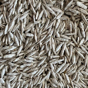 Microclover Seed (coated) 