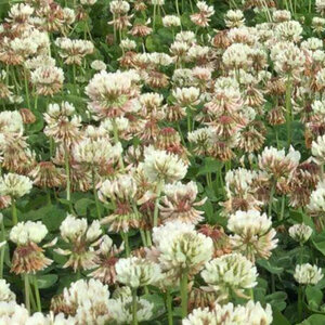 VNS Ladino Clover Seed (P/I, 34% Coated) 50 lb. 