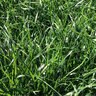 Payday Tetraploid Perennial Ryegrass Seed 50 lb. 