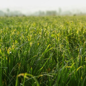 75% Coated Pensacola Bahia and 25% Annual Ryegrass 50 lb bag