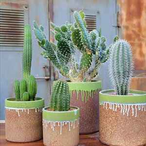 Pacific Planter Areca Palm XL Green Continenal Sand 14 in.