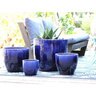 Pacific Planter Mandevilla Tapered Sm Blossom Blue 7-1/2 in. x 7-1/2 in. x 6-1/2 in.