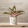 Abbott Planter Embossed Bee in Crest Med 5 in.