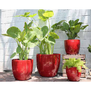 Pacific Pot Coco Lg Lavish Red 15 in.