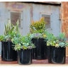 Pacific Planter Areca Palm Sm Black 8-1/2 in.