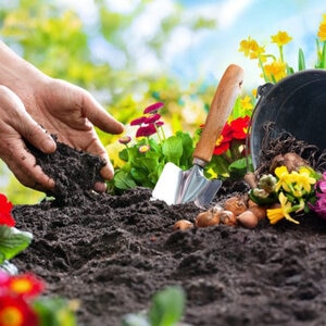 Buchanan's Tropicoir Tropical Mix 12 qt. Bag