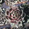 Sempervivum Commander Hay Houseleek