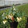 Gaultheria procumbens Winter Fiesta Wintergreen