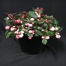 Gaultheria procumbens Winter Fiesta Wintergreen