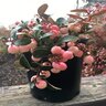 Gaultheria procumbens Winter Fiesta Wintergreen