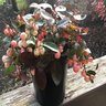 Gaultheria procumbens Winter Fiesta Wintergreen