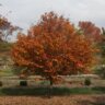 Carpinus caroliniana Fire King American Hornbeam