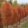 Carpinus caroliniana Fire King American Hornbeam