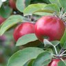 Malus x SnowSweet Apple