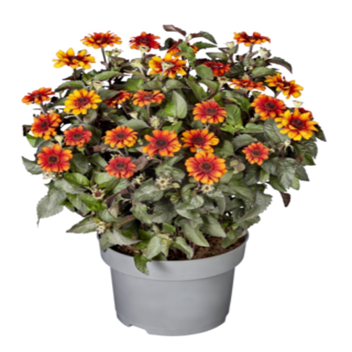 heliopsis-helianthoides-var-scabra-luna-roja-false-sunflower-siteone-us