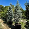 Hesperocyparis (Cupressus) Arizonica Blue Ice Arizona Cypress