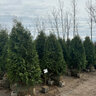 Thuja Occidentalis Nigra Arborvitae 20 gal. Container
