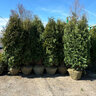Thuja Occidentalis Nigra Arborvitae 20 gal. Container