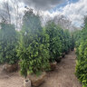 Thuja Occidentalis Nigra Arborvitae 20 gal. Container