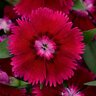 Dianthus chinensis x barbatus Floral Lace Purple Dianthus