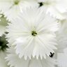 Dianthus chinensis x barbatus Floral Lace White Dianthus