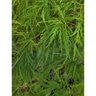 Acer Palmatum Mioun Weeping Japanese Maple