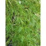 Acer Palmatum Mioun Weeping Japanese Maple