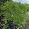 Acer Palmatum Mioun Weeping Japanese Maple